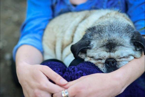 /images/uploads/pug nation rescue of los angeles/2018pugnation/entries/6123thumb.jpg